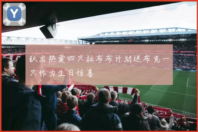 狄龙热爱四只拉布布计划送布克一只作为生日惊喜